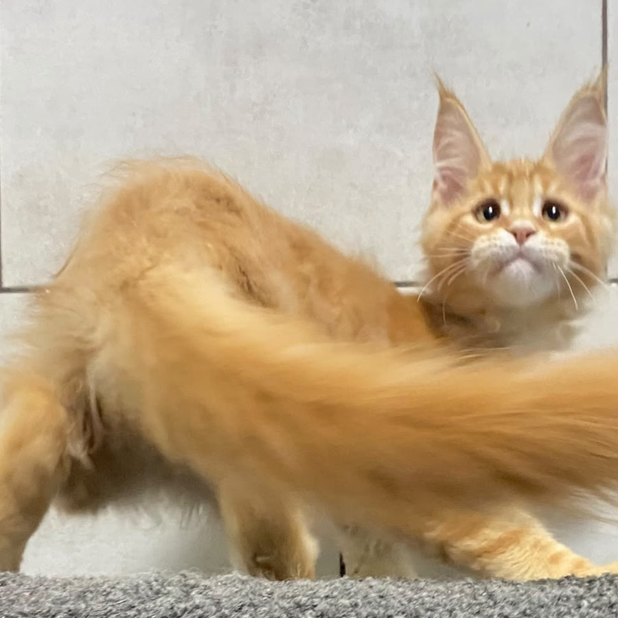 Five Maine Coon male, red tabby