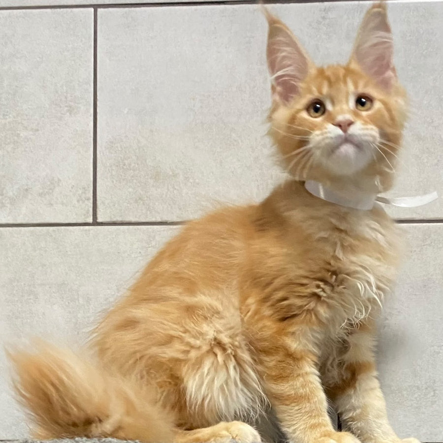 Five Maine Coon male, red tabby