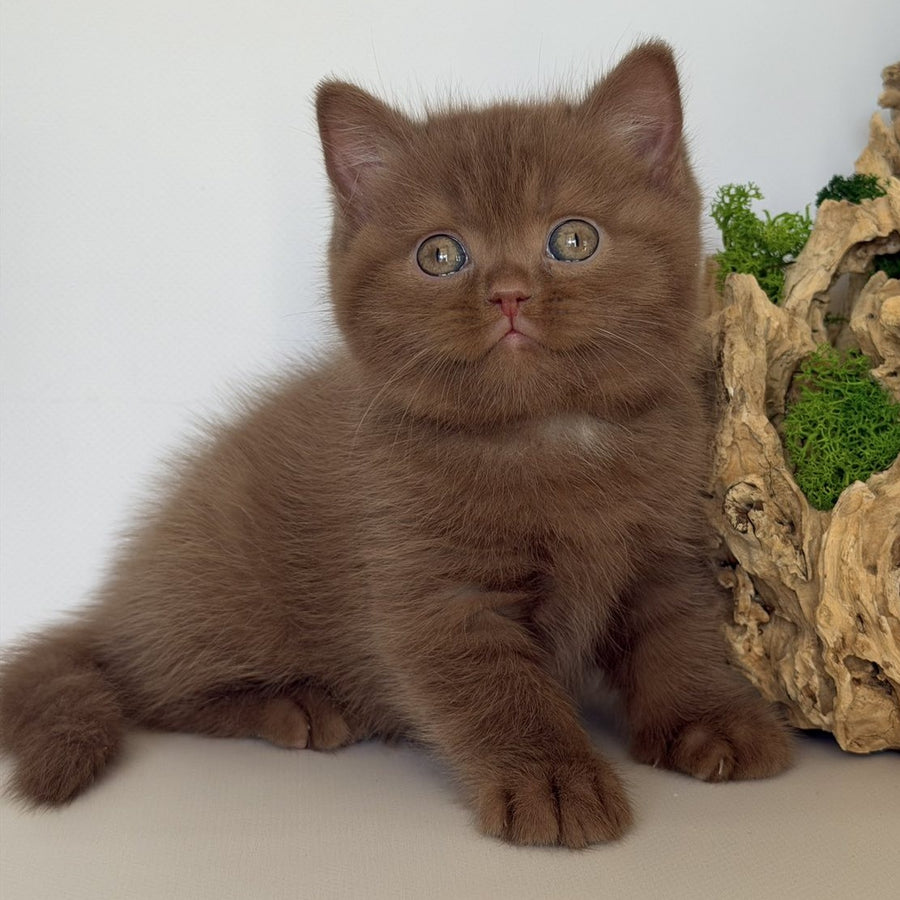Gustav British Shorthair male, cinnamon