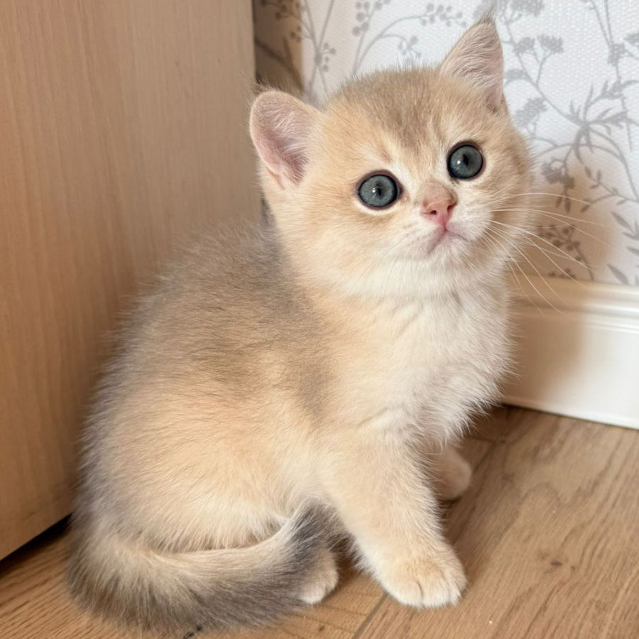 Viking British Shorthair male, blue golden shaded