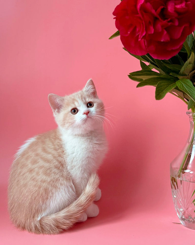 Luigi British Shorthair male, cream bicolour