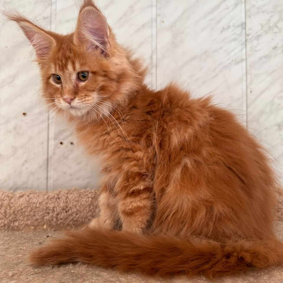 Aziza Maine Coon female, red tabby