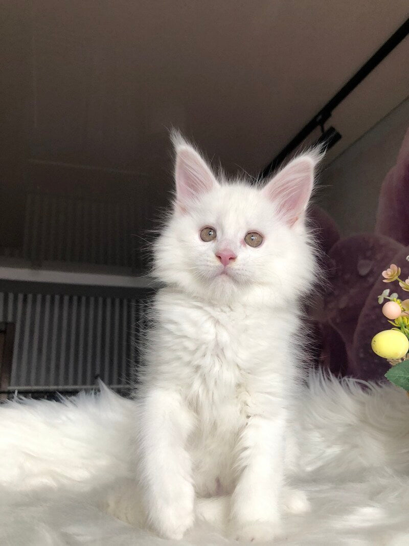 White Angel Maine Coon male white - live animals