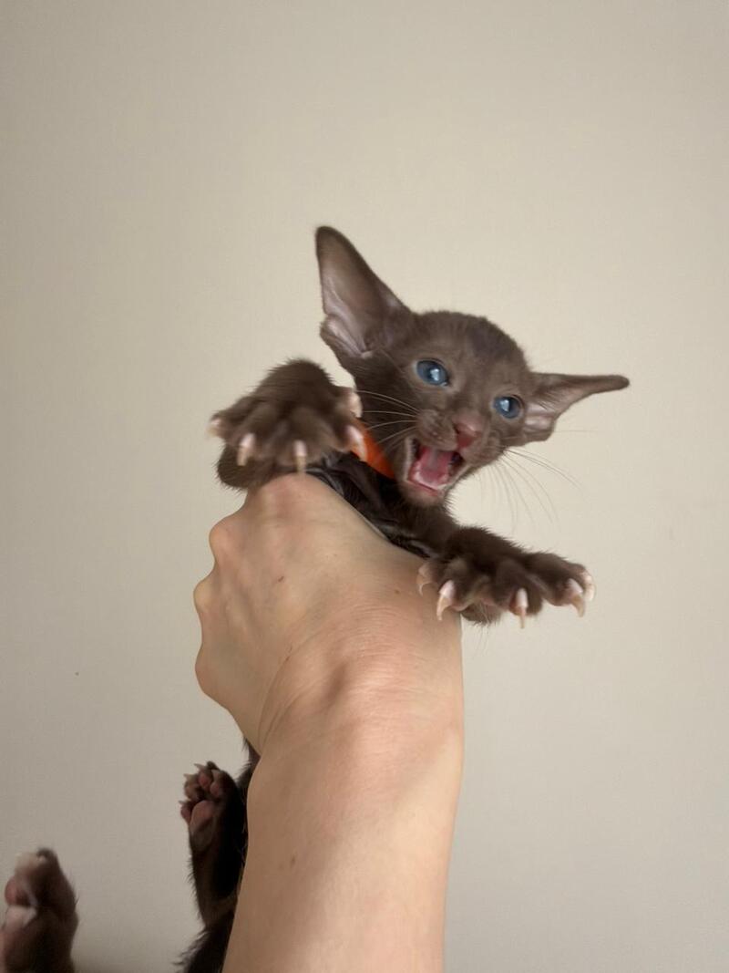 Aurora Oriental Shorthair female chocolate - live animals