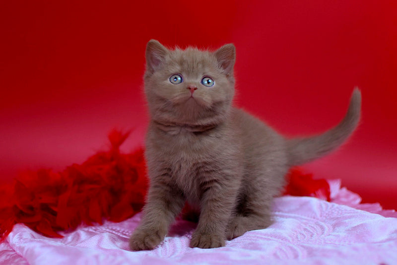 Yanka British Shorthair female cinnamon - live animals