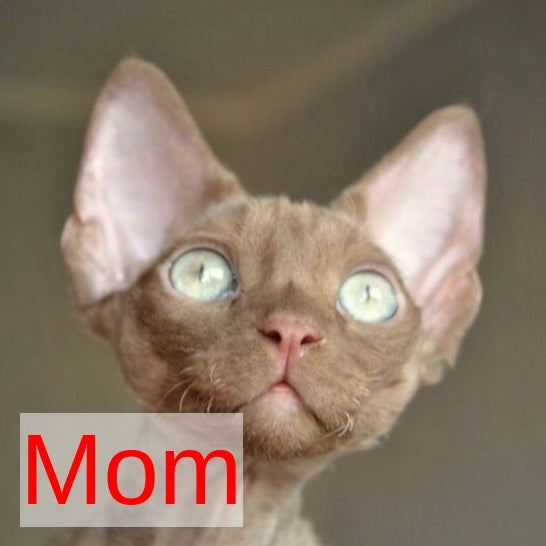 Mars Devon Rex male, cinnamon bicolour
