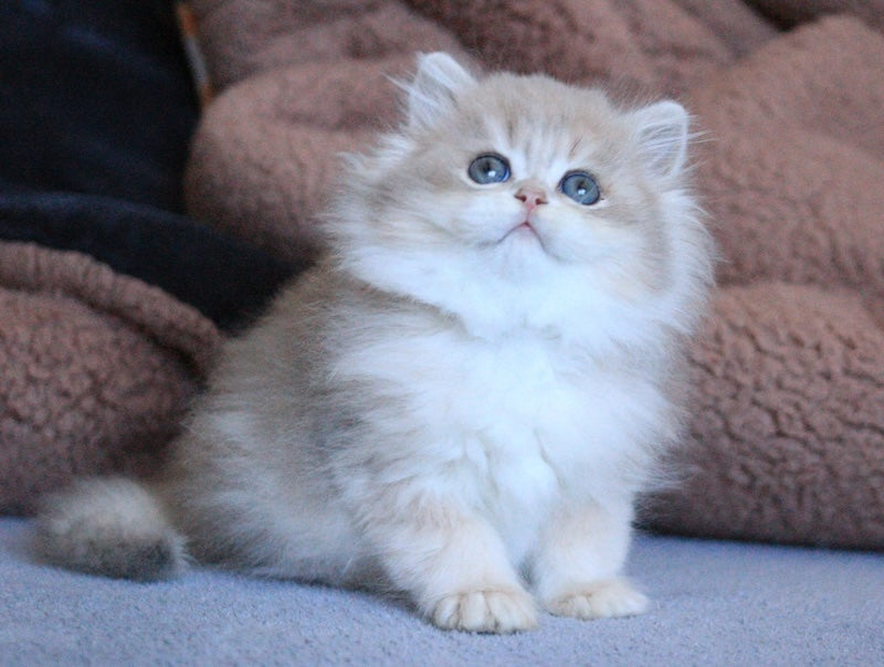 Multic British Longhair male blue golden shaded - live animals