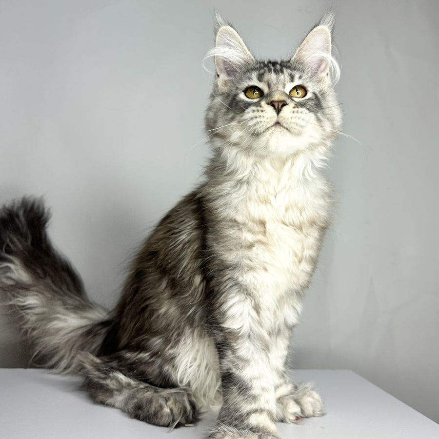Bekka Maine Coon polydactyl 5x6x6x6 female, black silver tabby