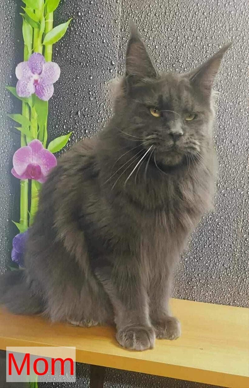 Winston Maine Coon male blue - live animals