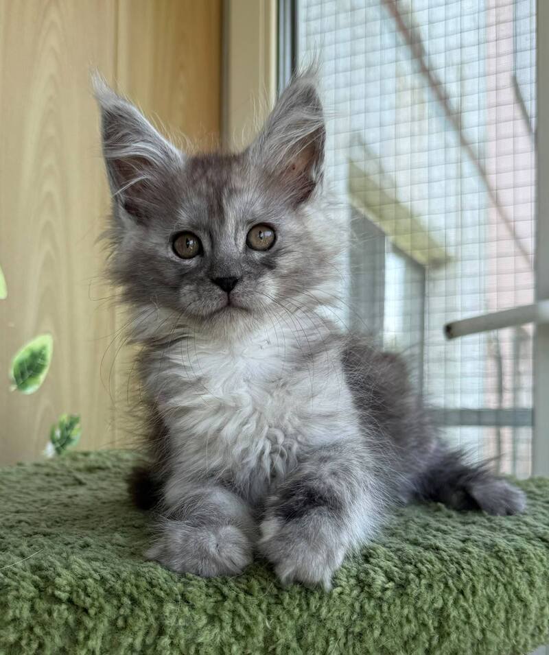 Aquara Maine Coon female, black tortie silver