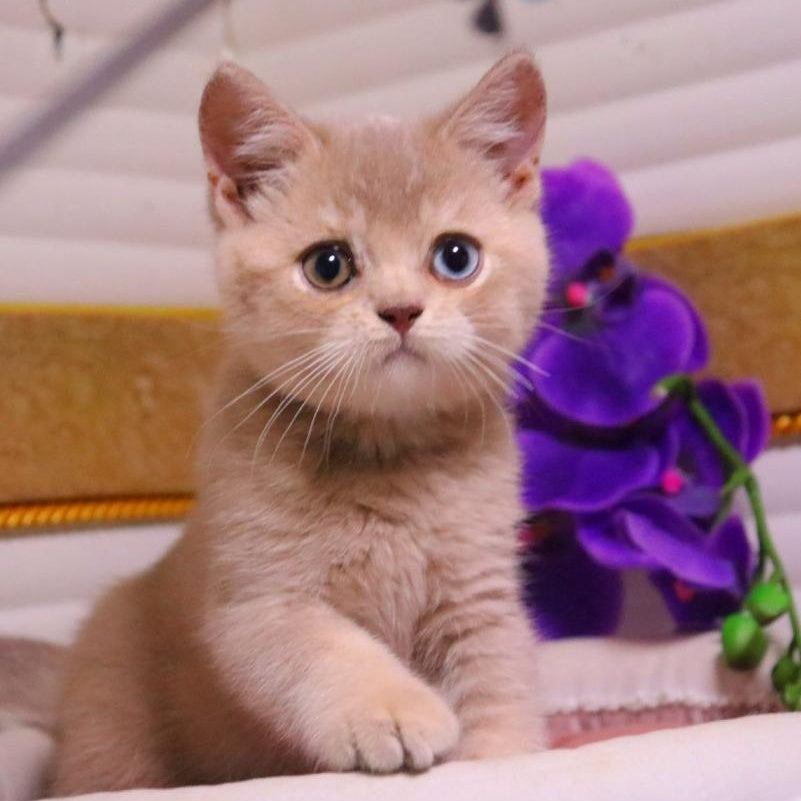 Prince British Shorthair male, lilac golden shaded