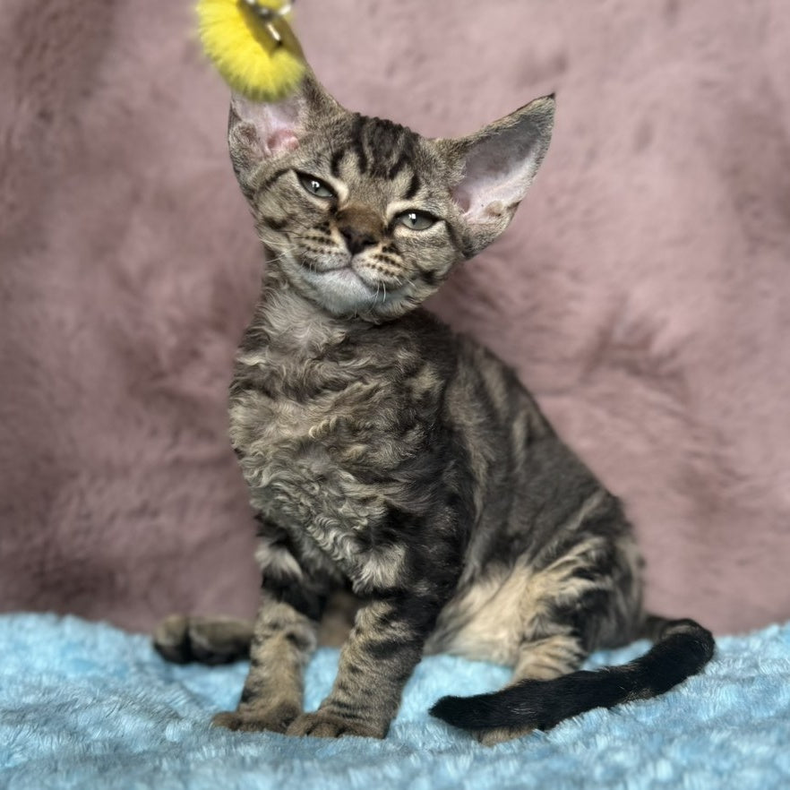 Xanti Devon Rex female, black tabby