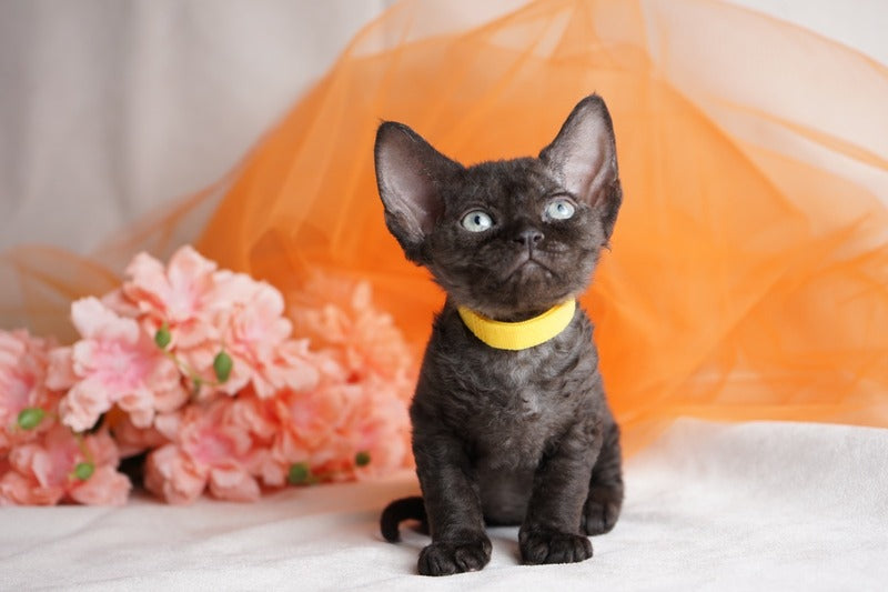 Onigiri Devon Rex female, black