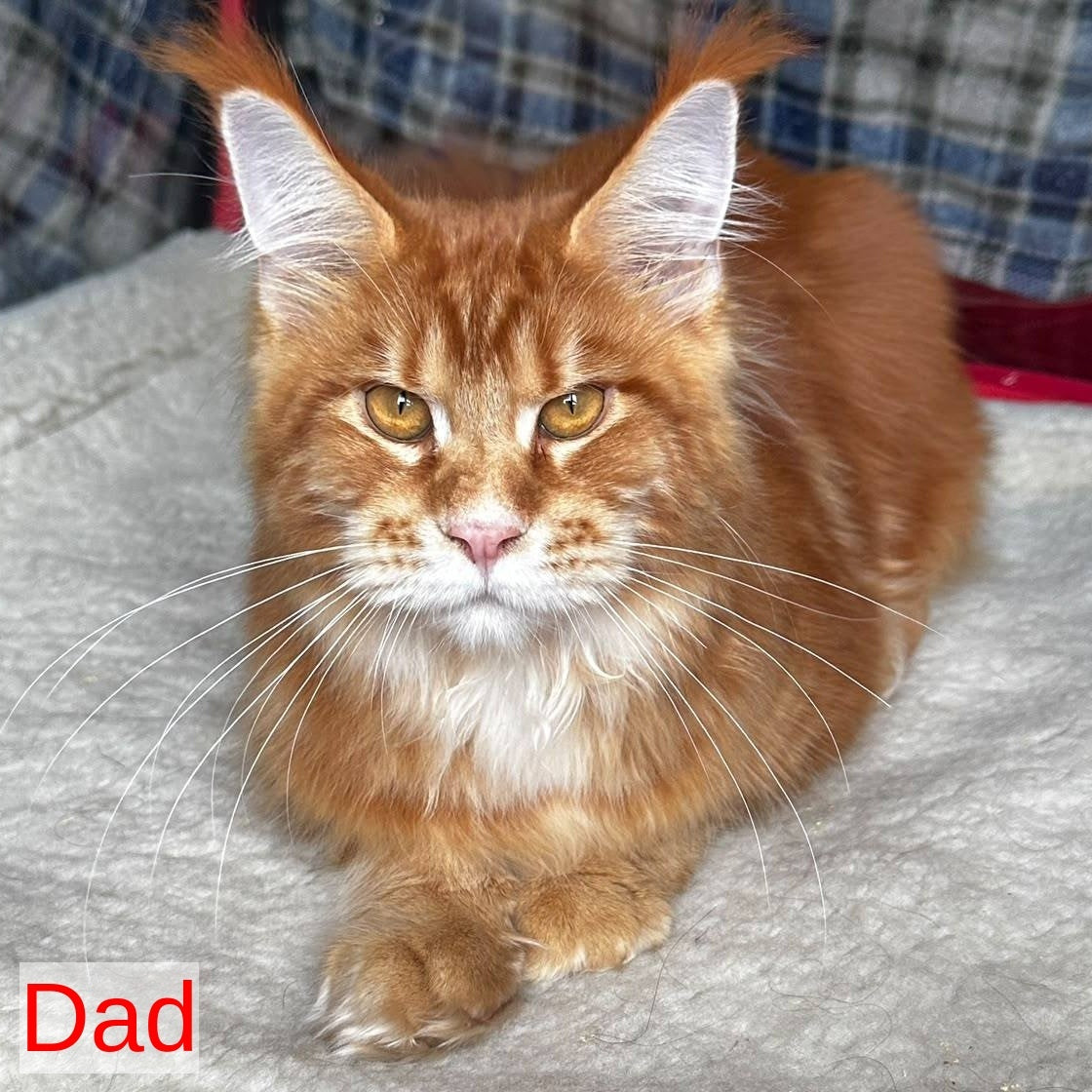 Xzena Maine Coon female, black tortie silver tabby