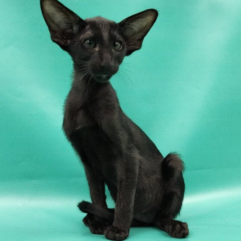 Ramses Oriental Shorthair male, black