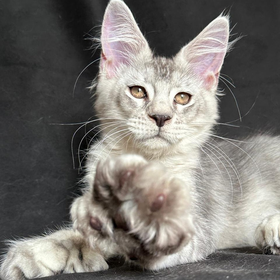 Jet Maine Coon polydactyl 6x6x6x6 male, black silver ticked tabby