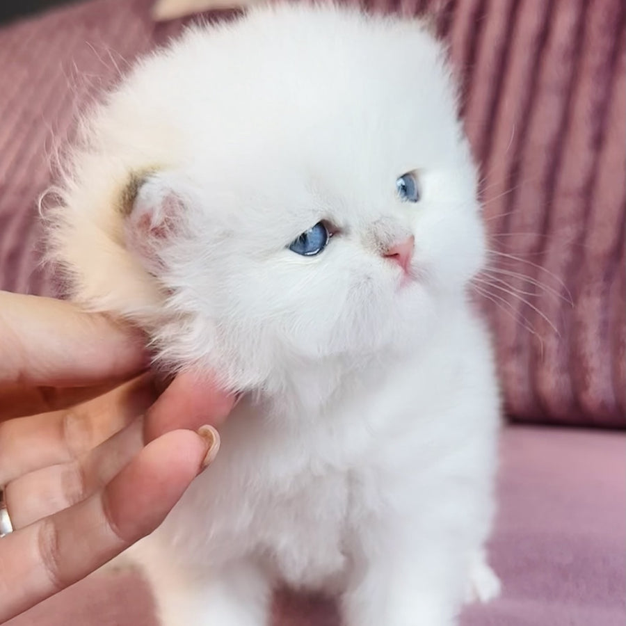 Imperial Leo British Longhair male, blue golden chinchilla pointed