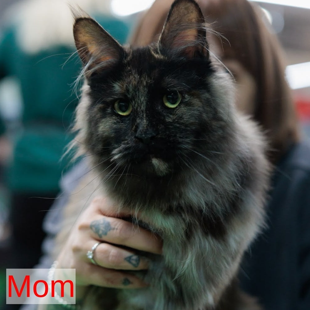 Aziza Maine Coon female, red tabby