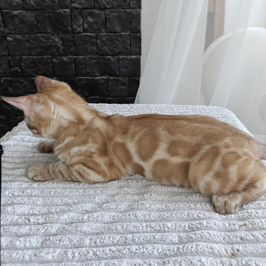 Iron Bengal male, black amber spotted tabby pointed