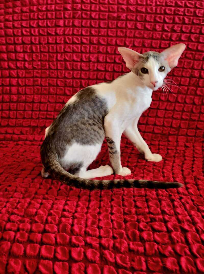Romeo Oriental Shorthair male blue bicolour spotted tabby - live animals