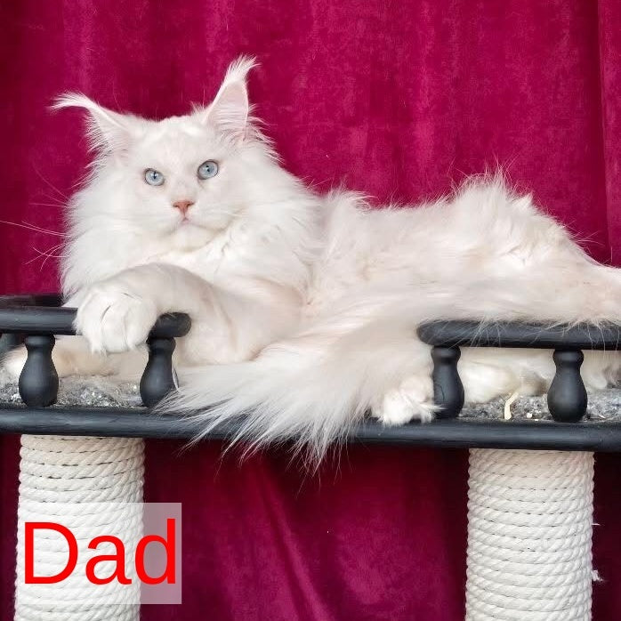 Nino Maine Coon female, black tortie silver bicolour