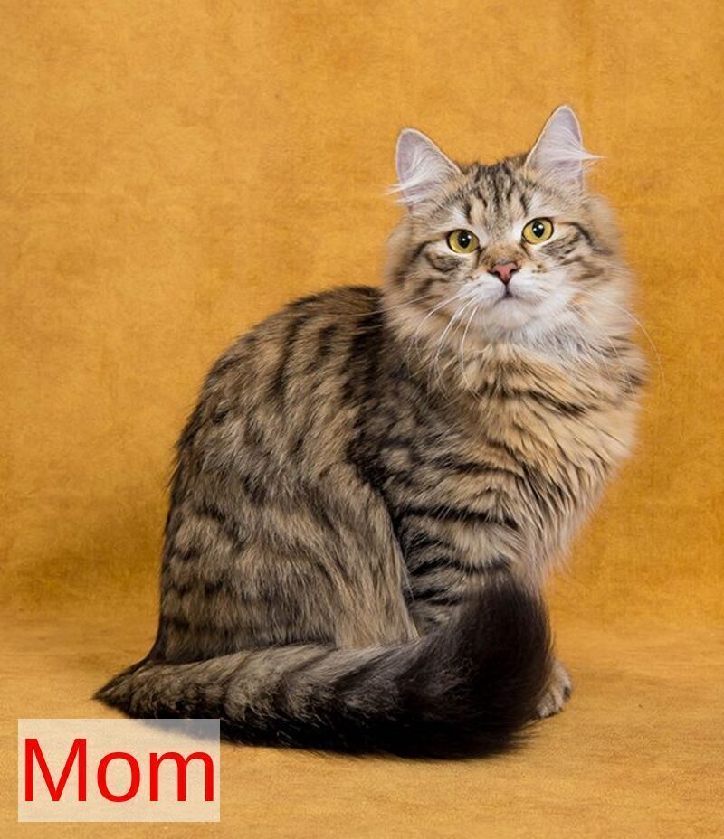 Dastin Siberian male, black spotted tabby