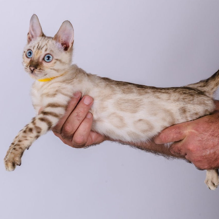 Walter Bengal male, black spotted tabby pointed