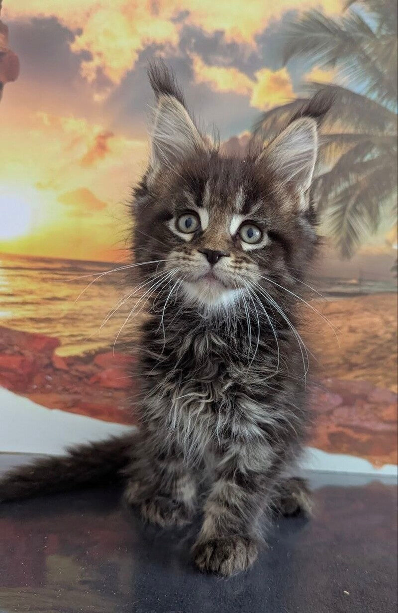 Odilia Maine Coon female black tabby live animals