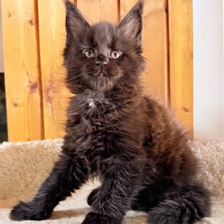 Olenna Maine Coon female, black with white