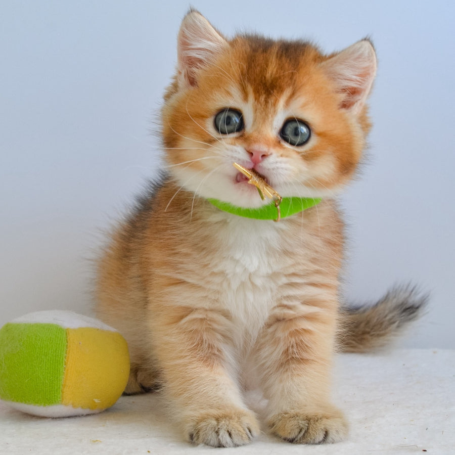Gery British Shorthair male, black golden ticked tabby