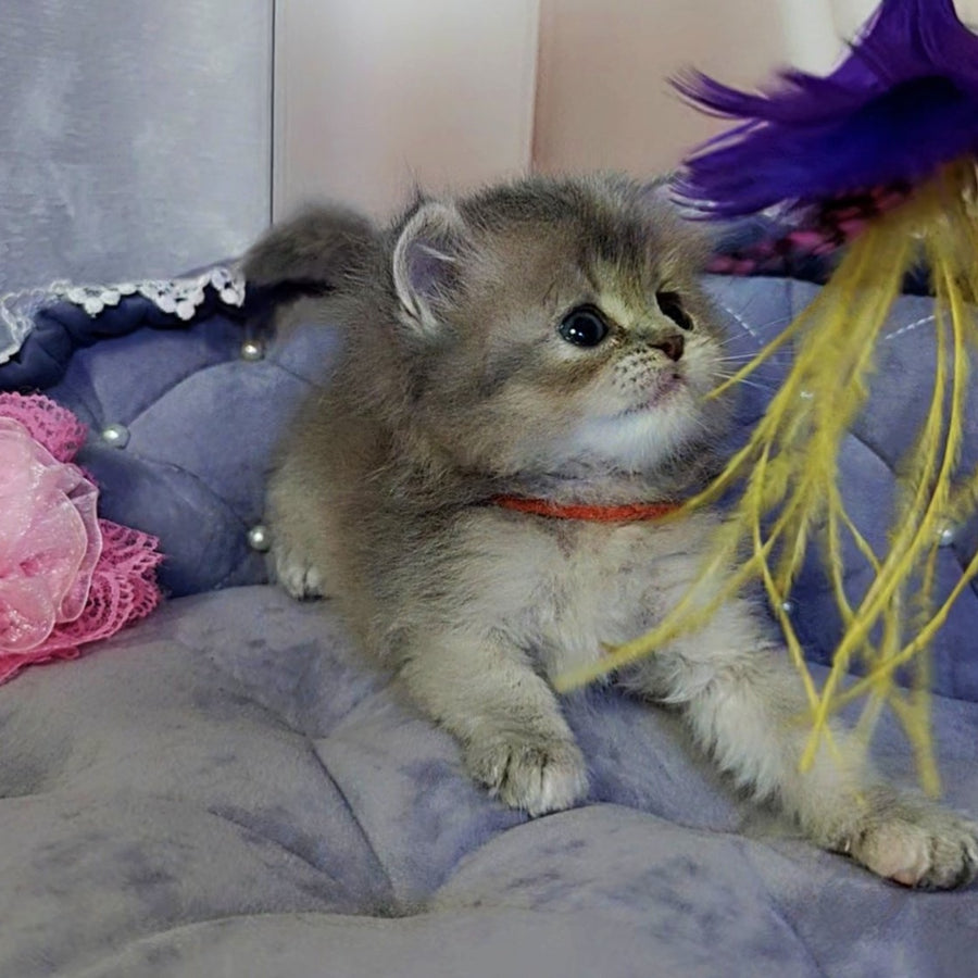 Tina British Longhair female, blue tortie