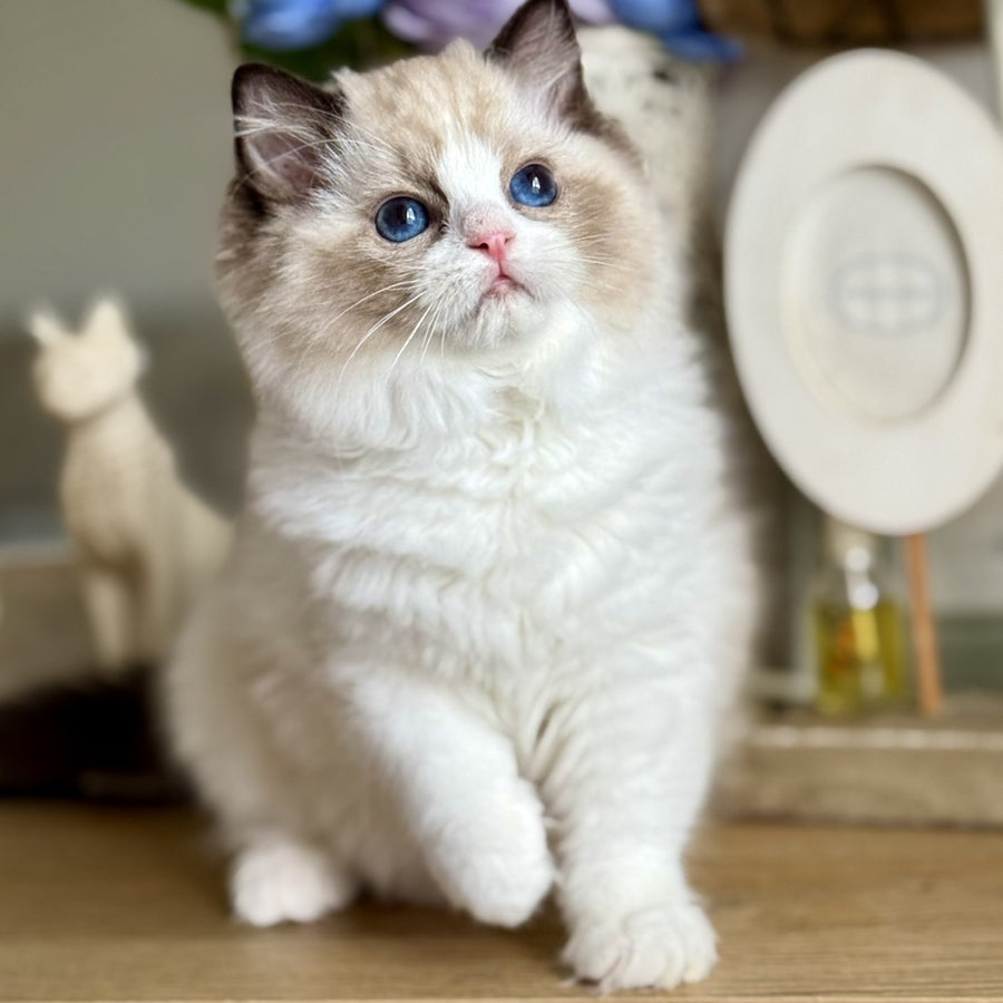 Moksha Ragdoll female, black bicolour