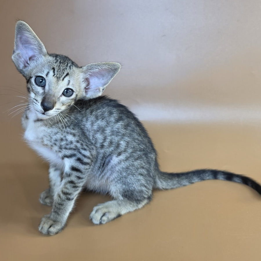 Yorick Oriental Shorthair male, black spotted tabby