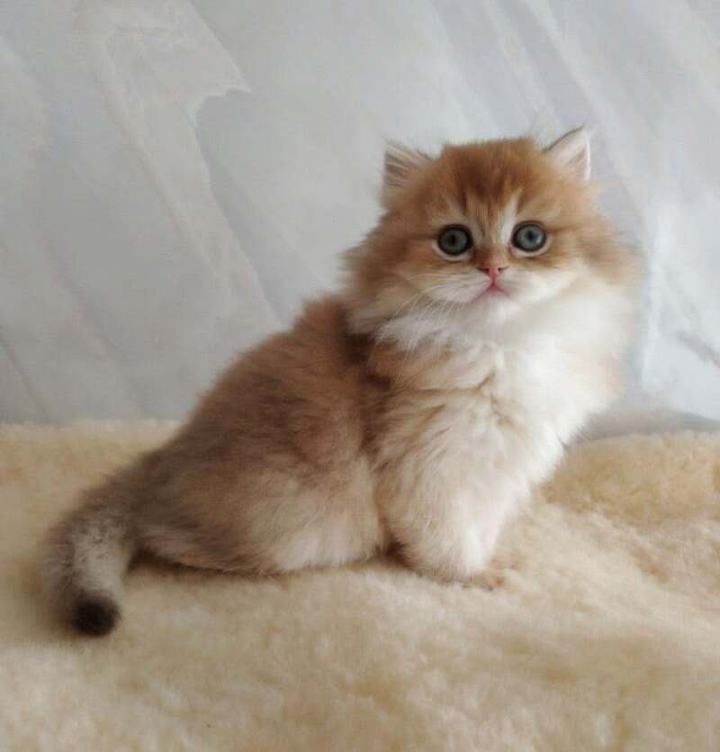 Alan British Longhair female, chocolate golden shaded