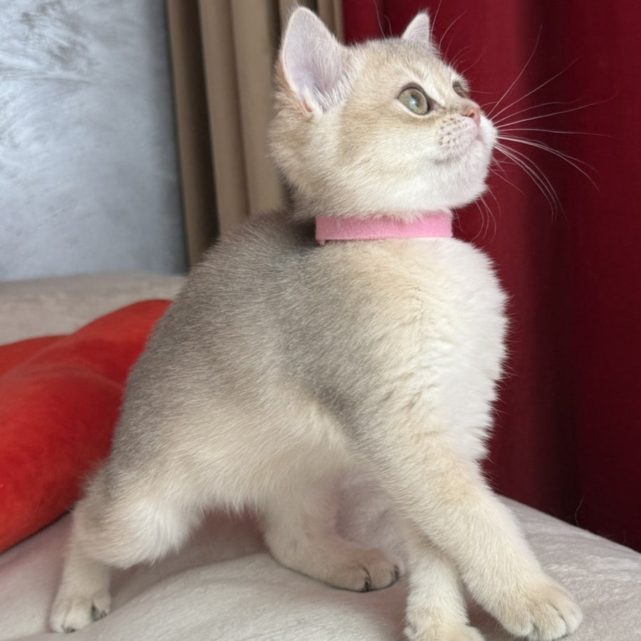 Elpati Scottish Straight female, blue golden shaded