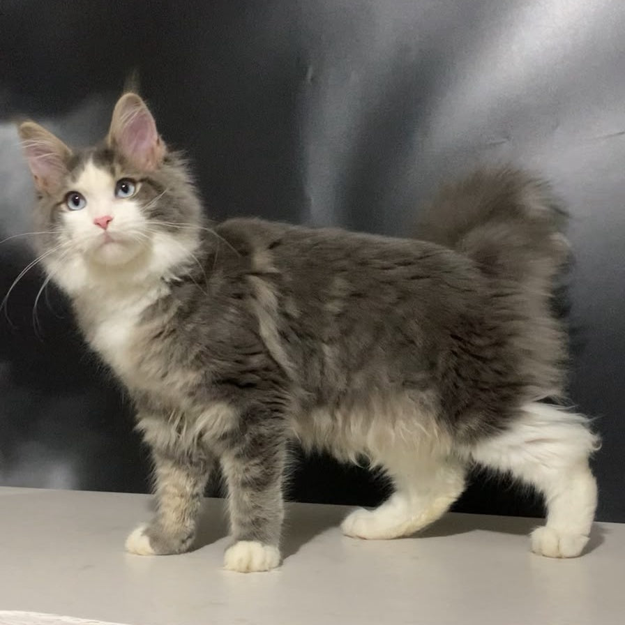 Quinella Maine Coon female, blue bicolour tabby