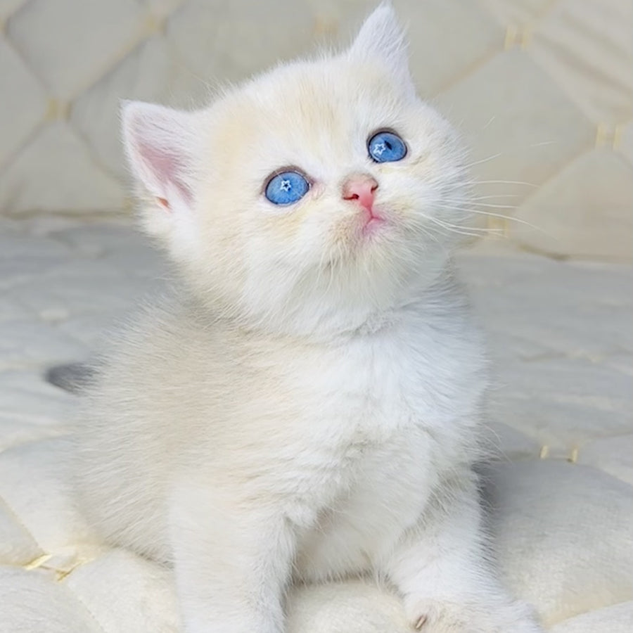 Fistashka British Shorthair female, blue golden shaded