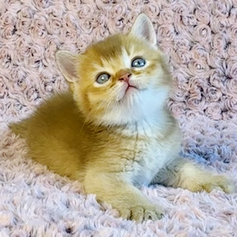 Golden Prince British Shorthair male, cinnamon golden shaded