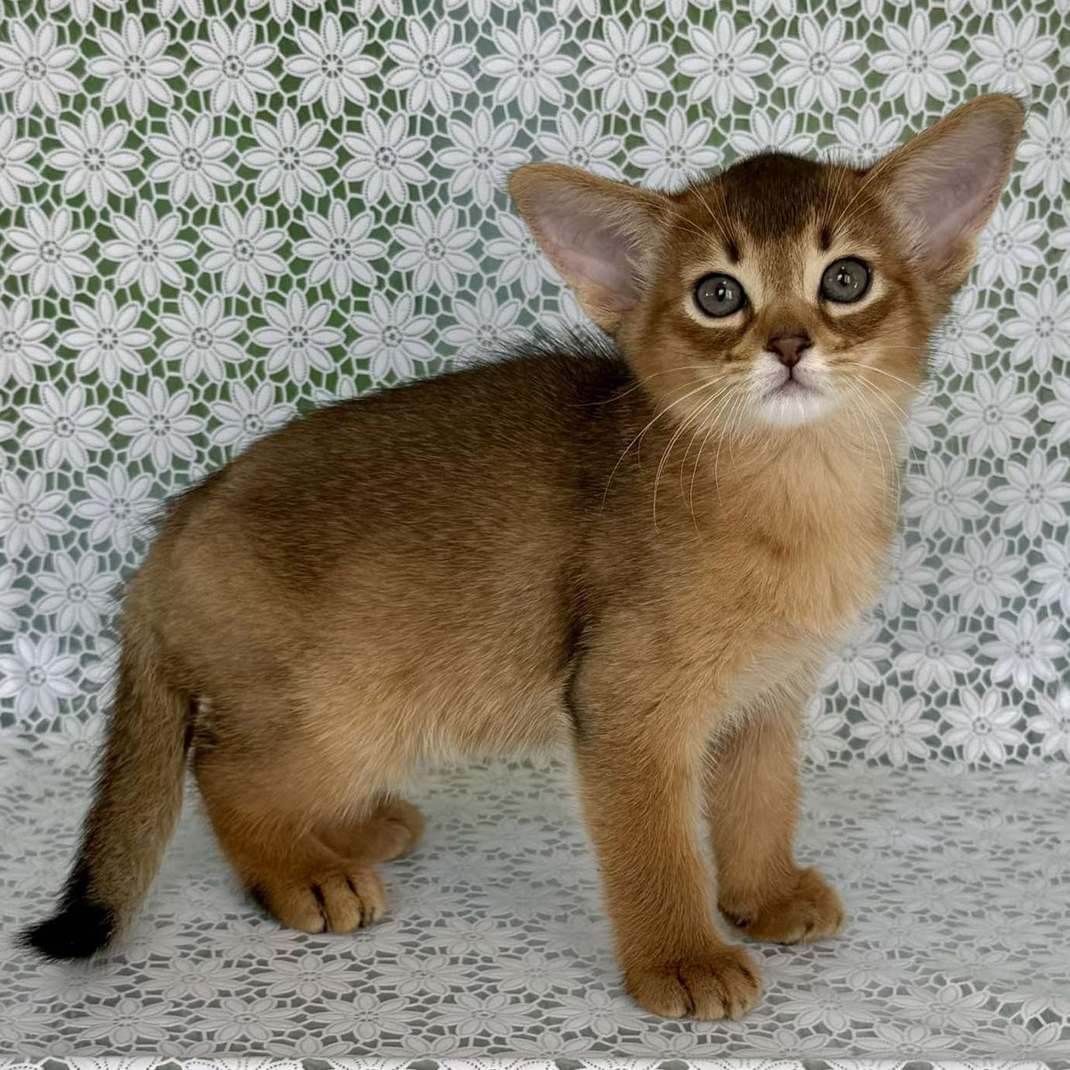 Hrizantema Abyssinian female, ruddy