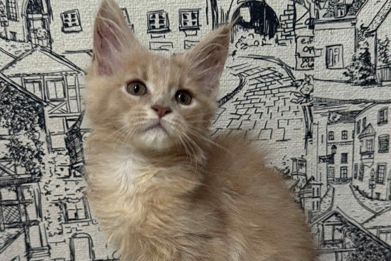 Fiesta Maine Coon female, cream