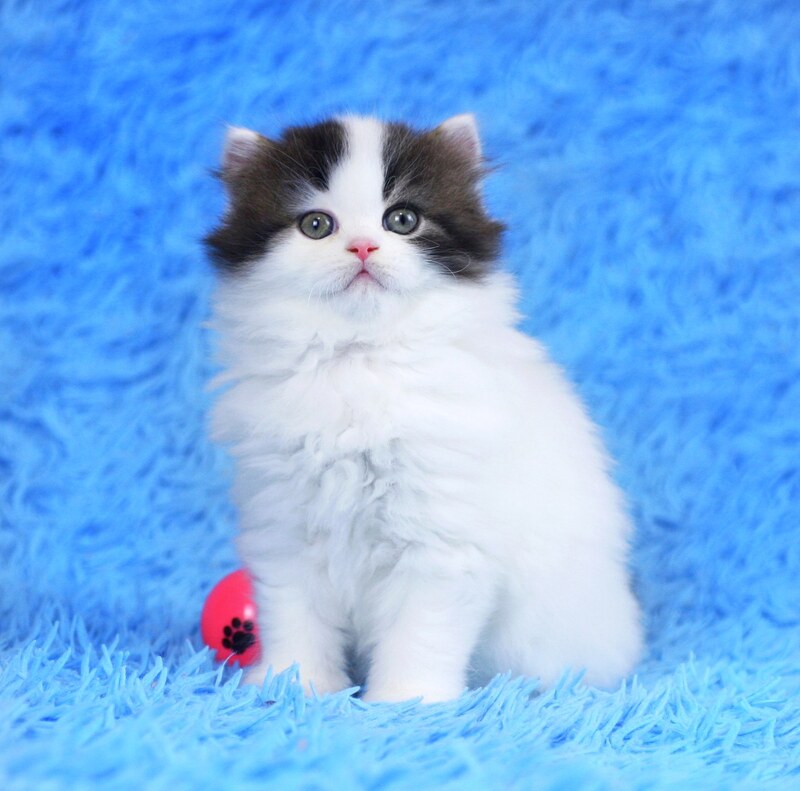 Favorite Scottish Straight male black van tabby - live animals