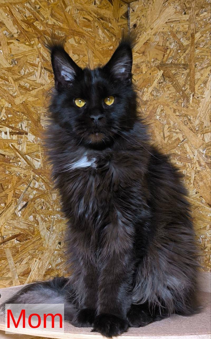 Galatea Maine Coon female, black with white