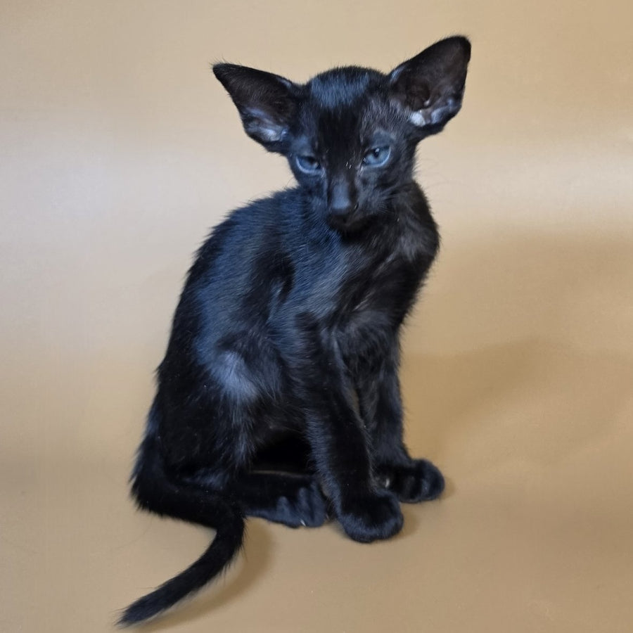 Finn Oriental Shorthair male, black