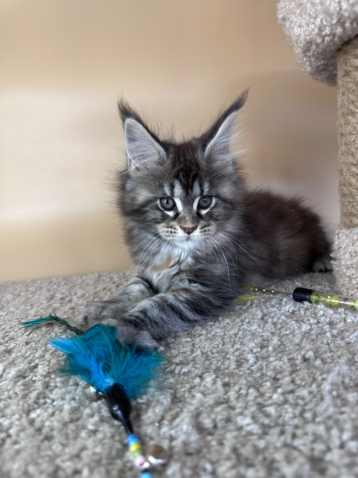 Diana Maine Coon female, black tortie tabby