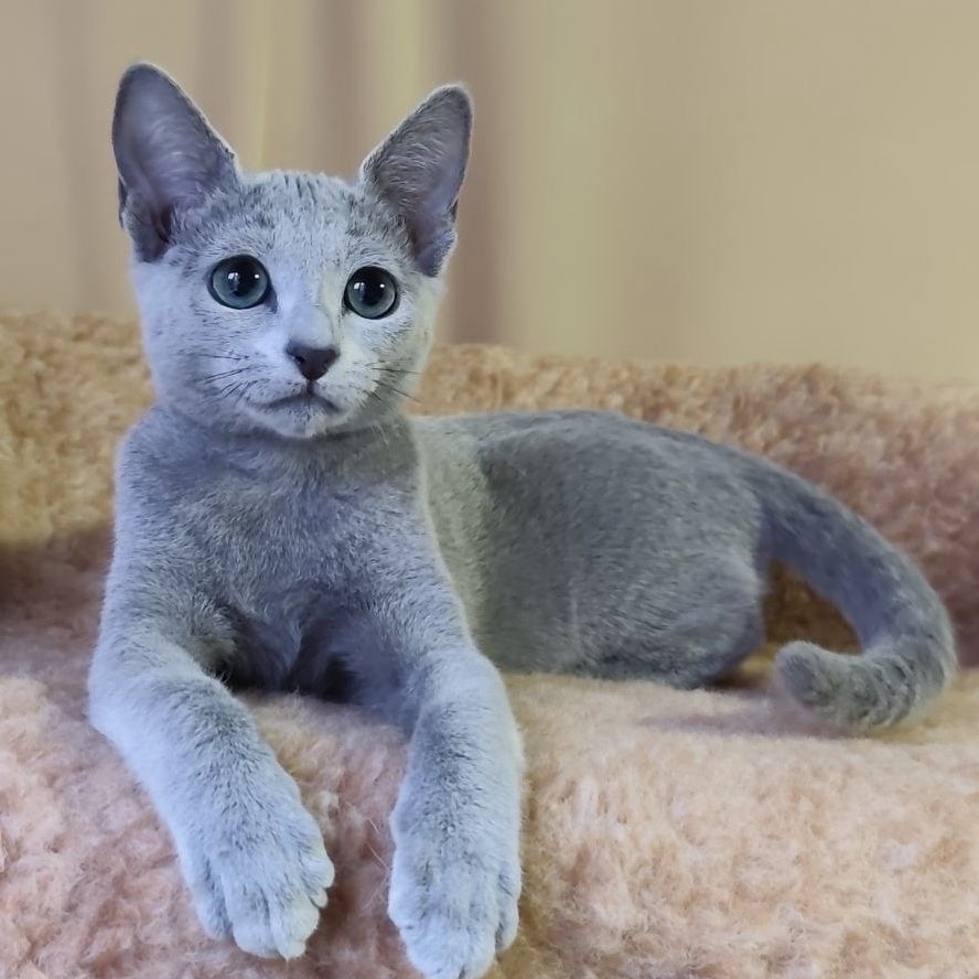 Leon Russian Blue male, blue