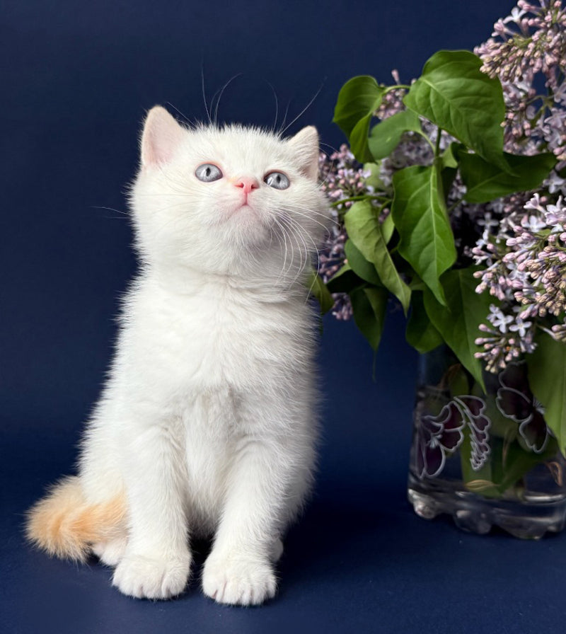 Leandro British Shorthair male, silver pointed bicolour