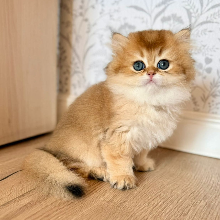 Vegas British Shorthair male, black golden shaded