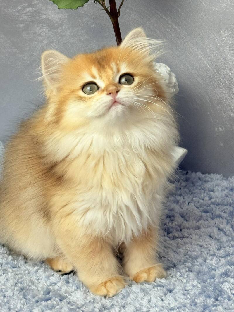 Dusha Scottish Straight female black golden shaded - live animals