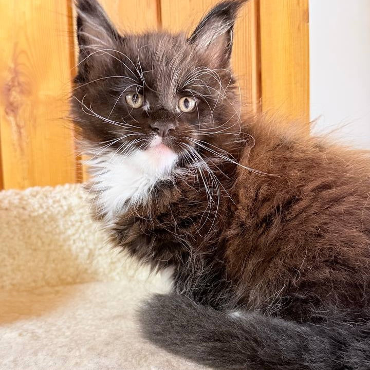 Onyx Maine Coon male, black bicolour