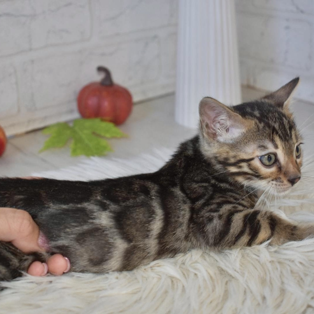 Brauni Bengal male, black spotted tabby